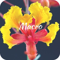 Macro