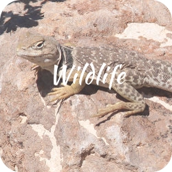 Wildlife