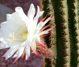 Nature: Cactus Flower