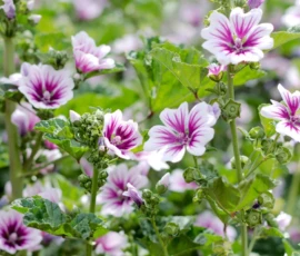Nature: Flowers in Bloom
