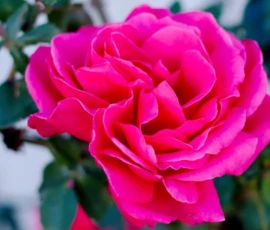 Nature: Flowers in Bloom