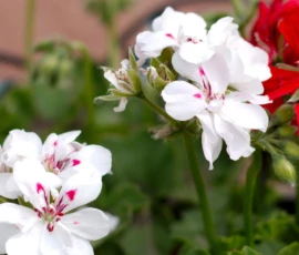 Nature: Flowers in Bloom