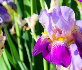 Nature: Iris