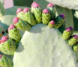 Nature: Cactus Blossoms
