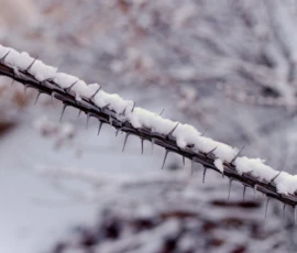 Nature: Snow on Cactus