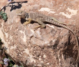 Wildlife: Lizard on Rock