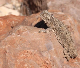 Wildlife: Lizard on Rock