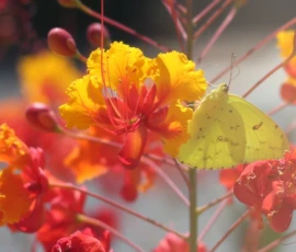 Wildlife: Butterfly