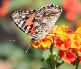Wildlife: Butterfly