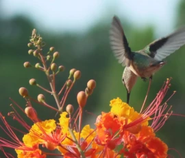 Wildlife: Humming Bird