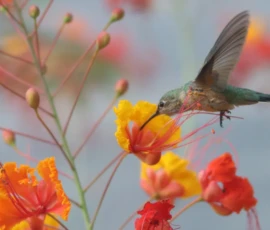 Wildlife: Humming Bird