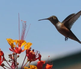 Wildlife: Humming Bird