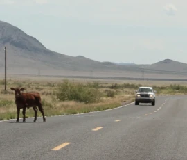 Wildlife: Cow in Road