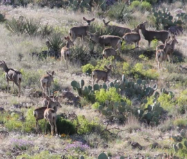 Wildlife: Mule Dear
