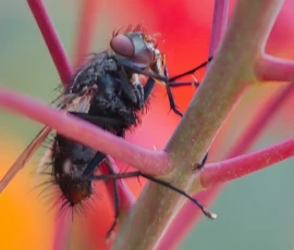 Macro: Common House Fly