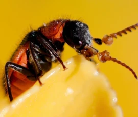 Macro: Insect