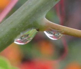 Macro: Water Drops