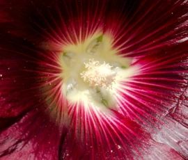 Macro: Hollyhock Pistils