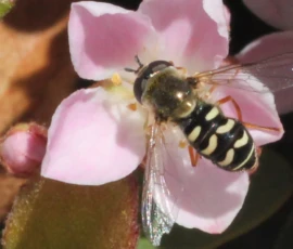 Macro: Bee on Flower