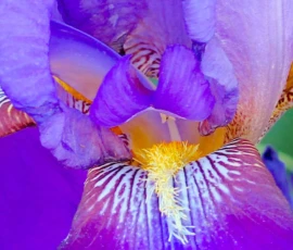 Macro: Iris Pistils